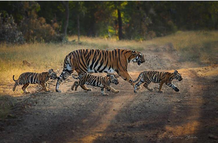America Tiger safari