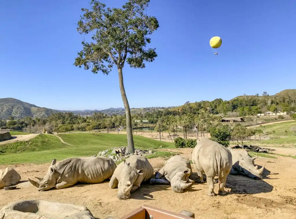 San Diego Zoo safari California