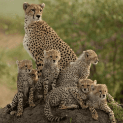 Vantara Zoo