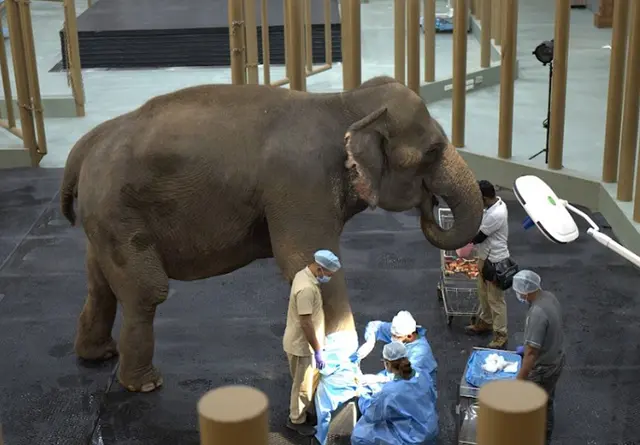 Elephant therapy in Vantara Jamnagar