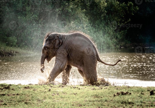 elephant playing